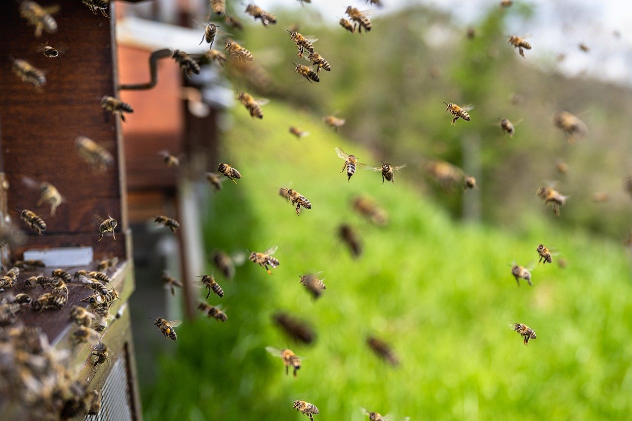 Bienen im Anflug auf Ihren Bienenkasten